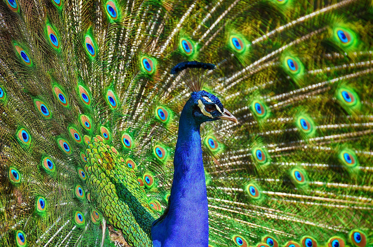 peacock-3617385_1920.jpg