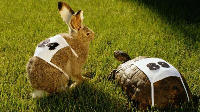moral-lesson-story-rabbit-turtle-race_cf23adab692f68cc.jpg