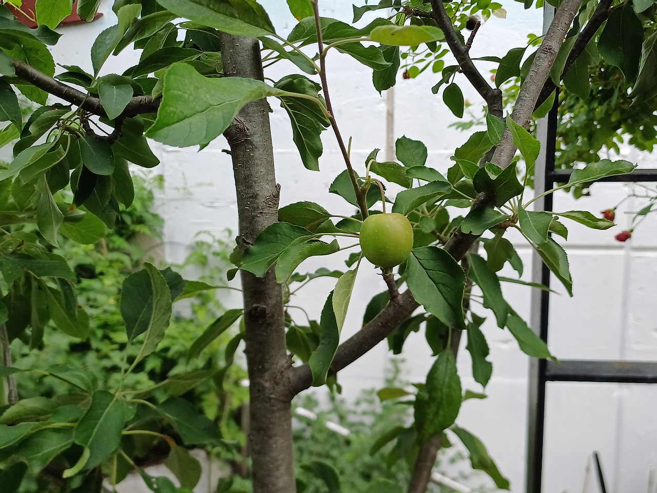 0628 찻집일지_작은정원 (1).jpg