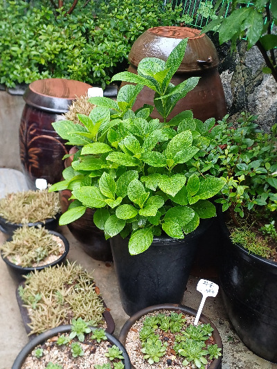 0719 찻집일지_ED.jpg