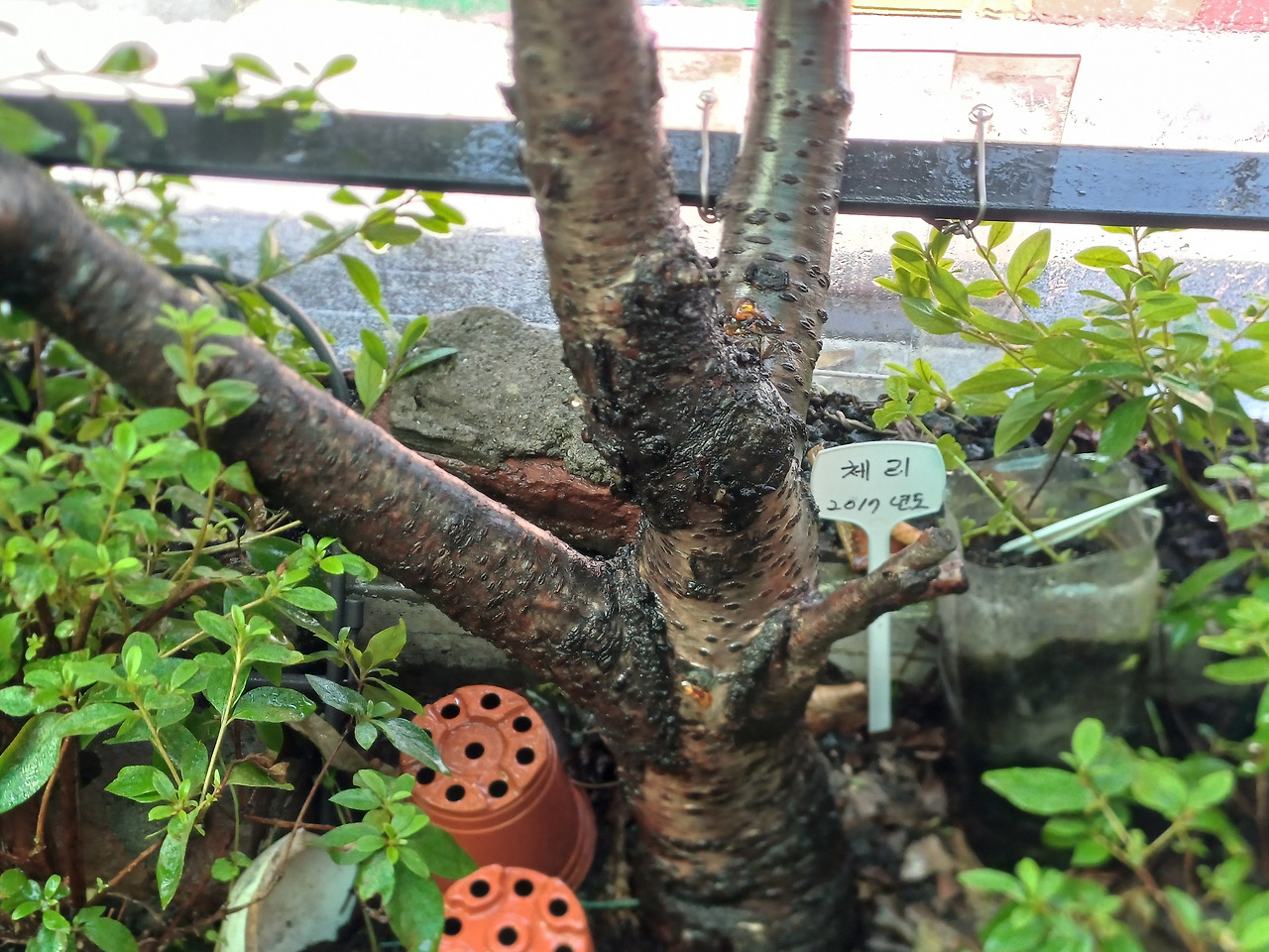 0726 찻집일지_7월 (4)체리나무.jpg