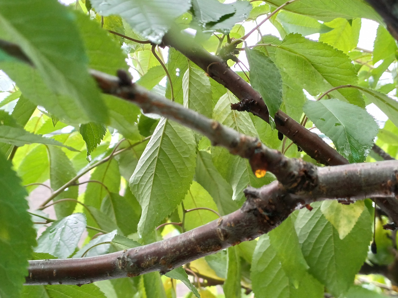 0622 찻집일지_체리나무 붉은 진액.jpg