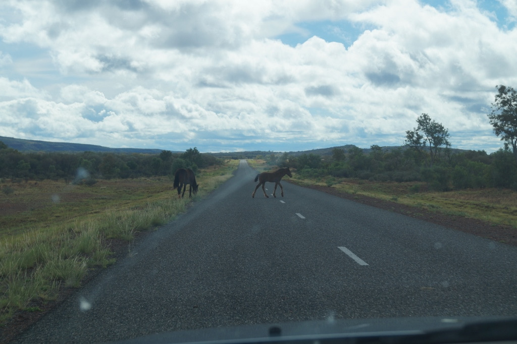 DSC07587 말(1024x682).jpg