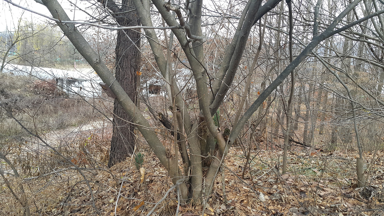 함박꽃나무01 (29).jpg