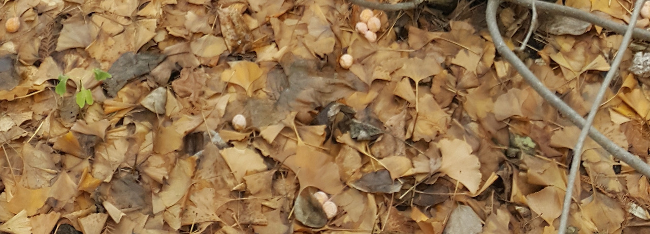 함박꽃나무01 (38)-crop-crop.jpg