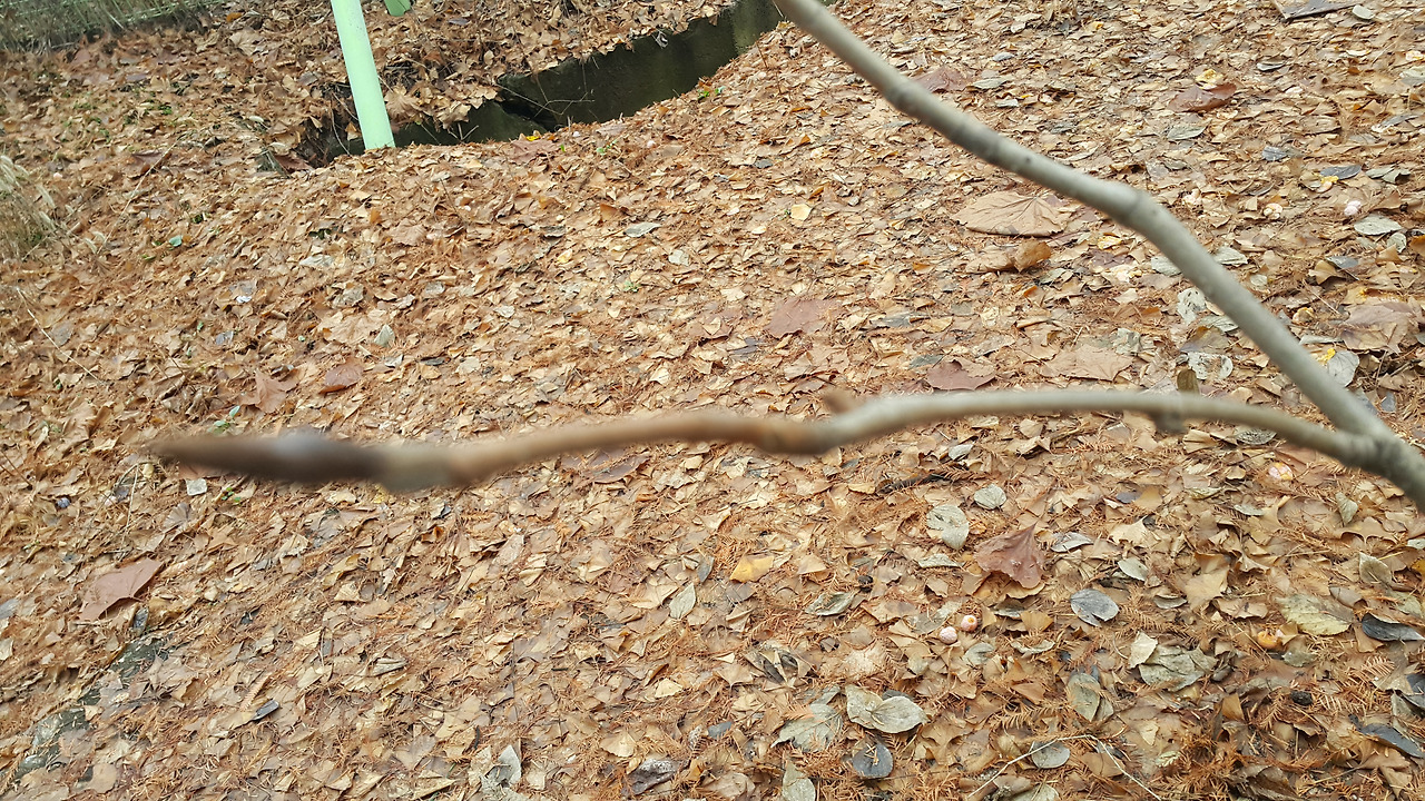 함박꽃나무01 (7).jpg