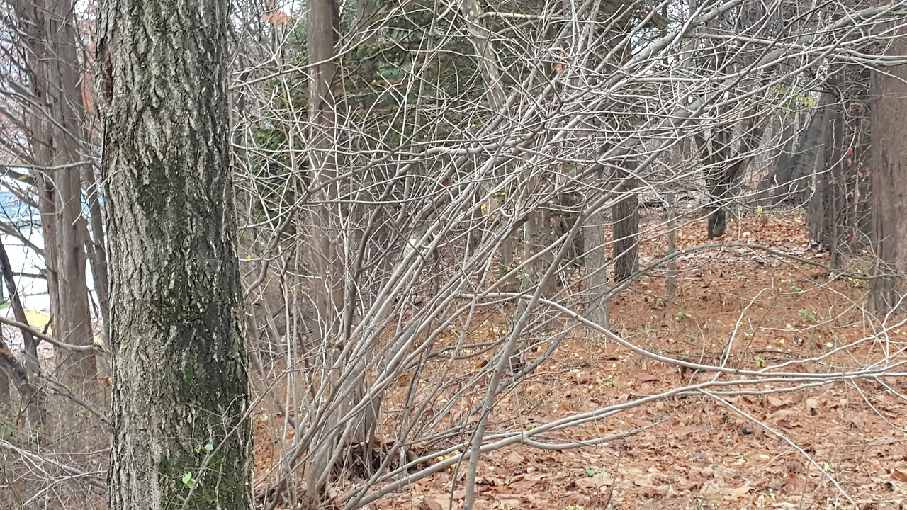 함박꽃나무01 (36).jpg