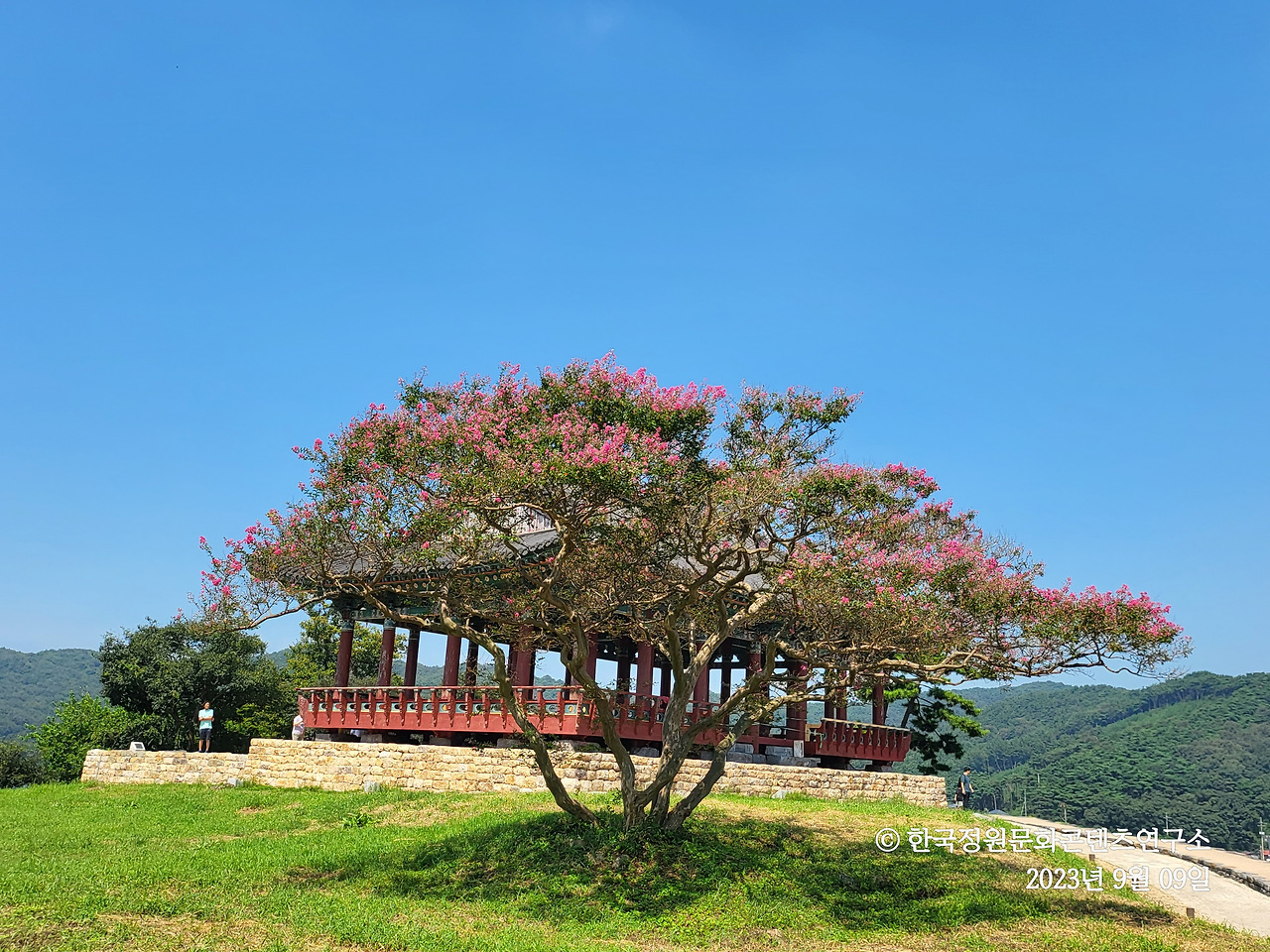 배롱나무와 영보정.jpg