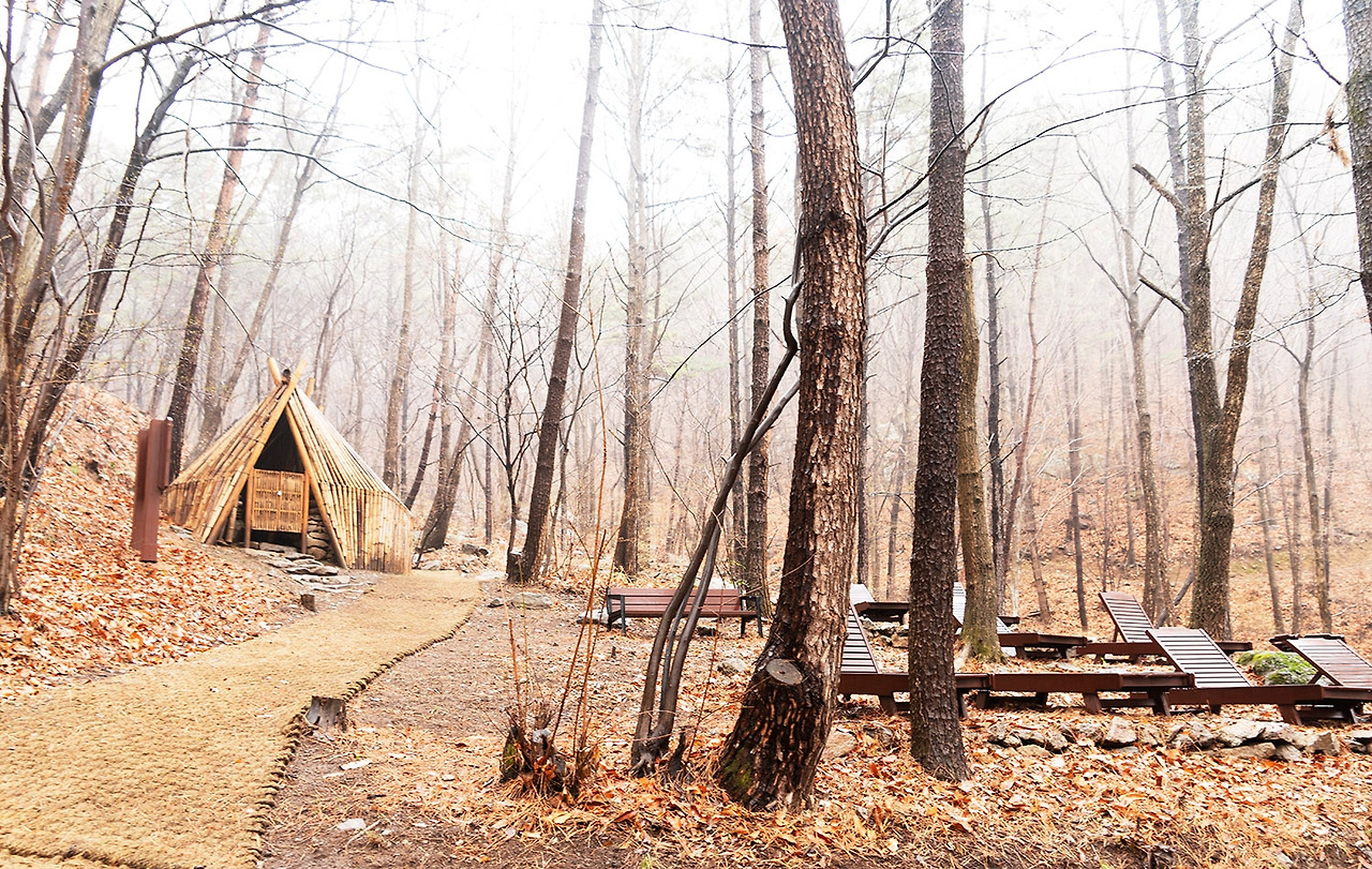 치유의 숲 풍경 2).jpg