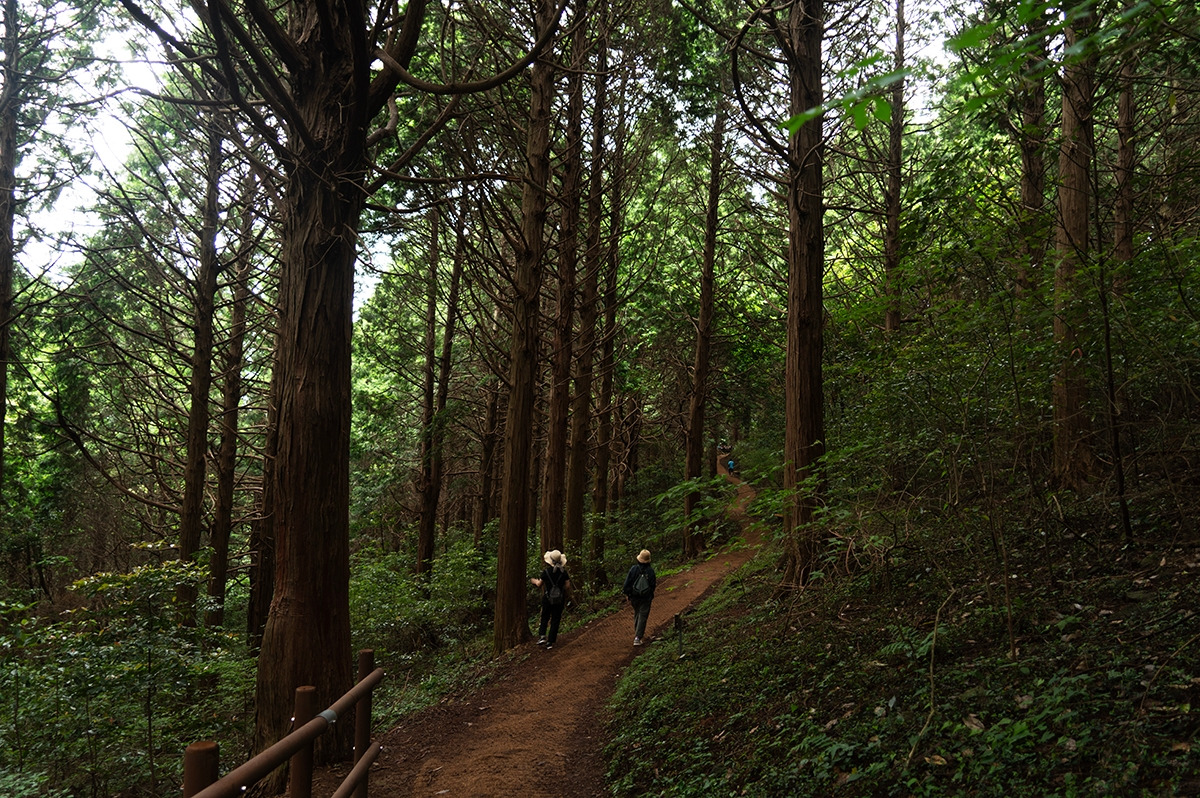 #12_나로도 편백숲.jpg