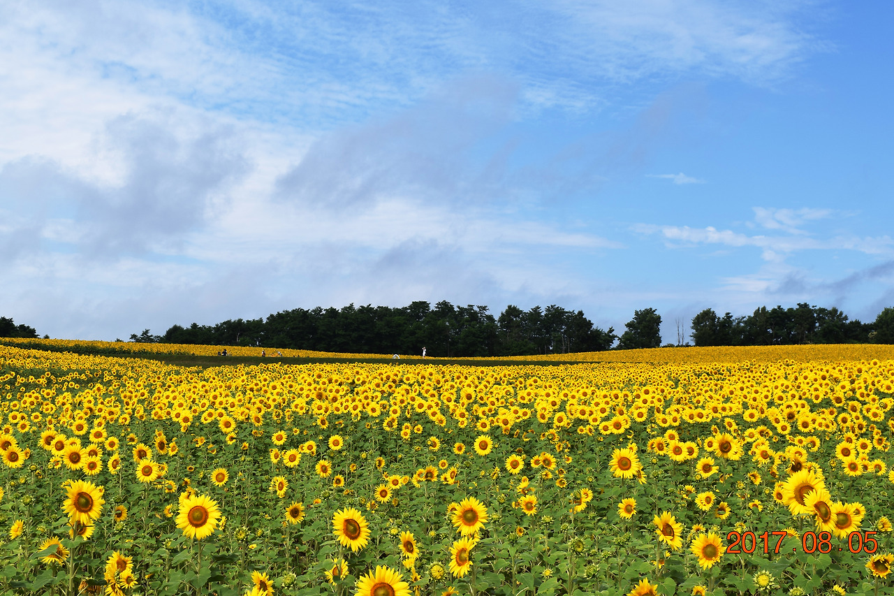 하늘, 해바라기.jpg
