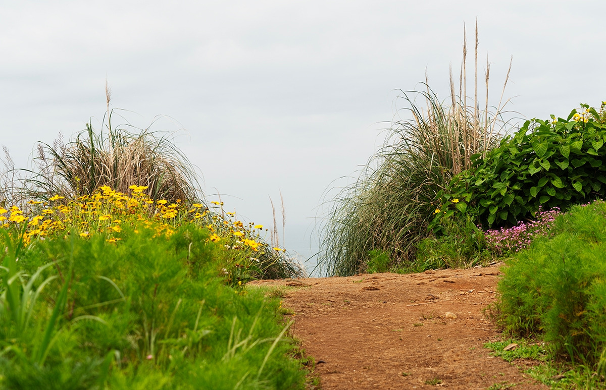 쑥섬 야생화 길.jpg
