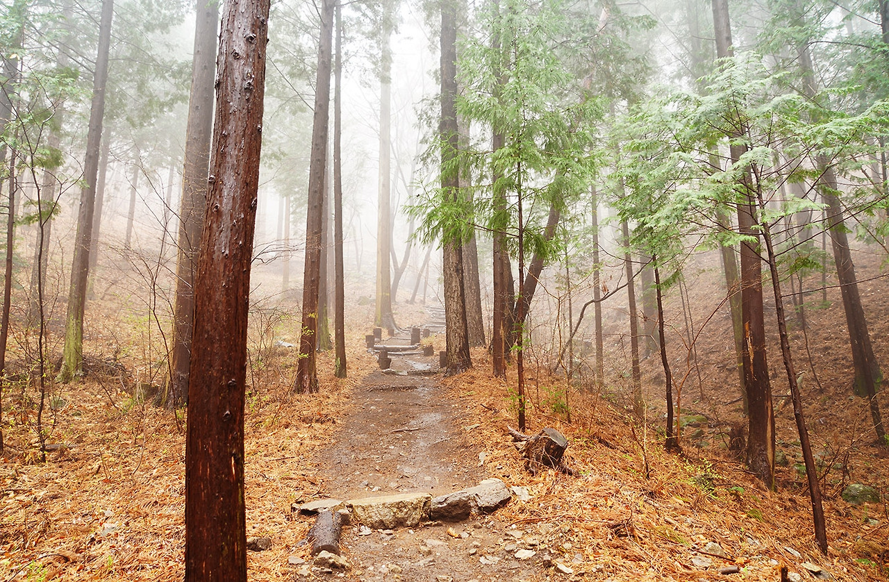 치유의 숲 풍경 5).jpg