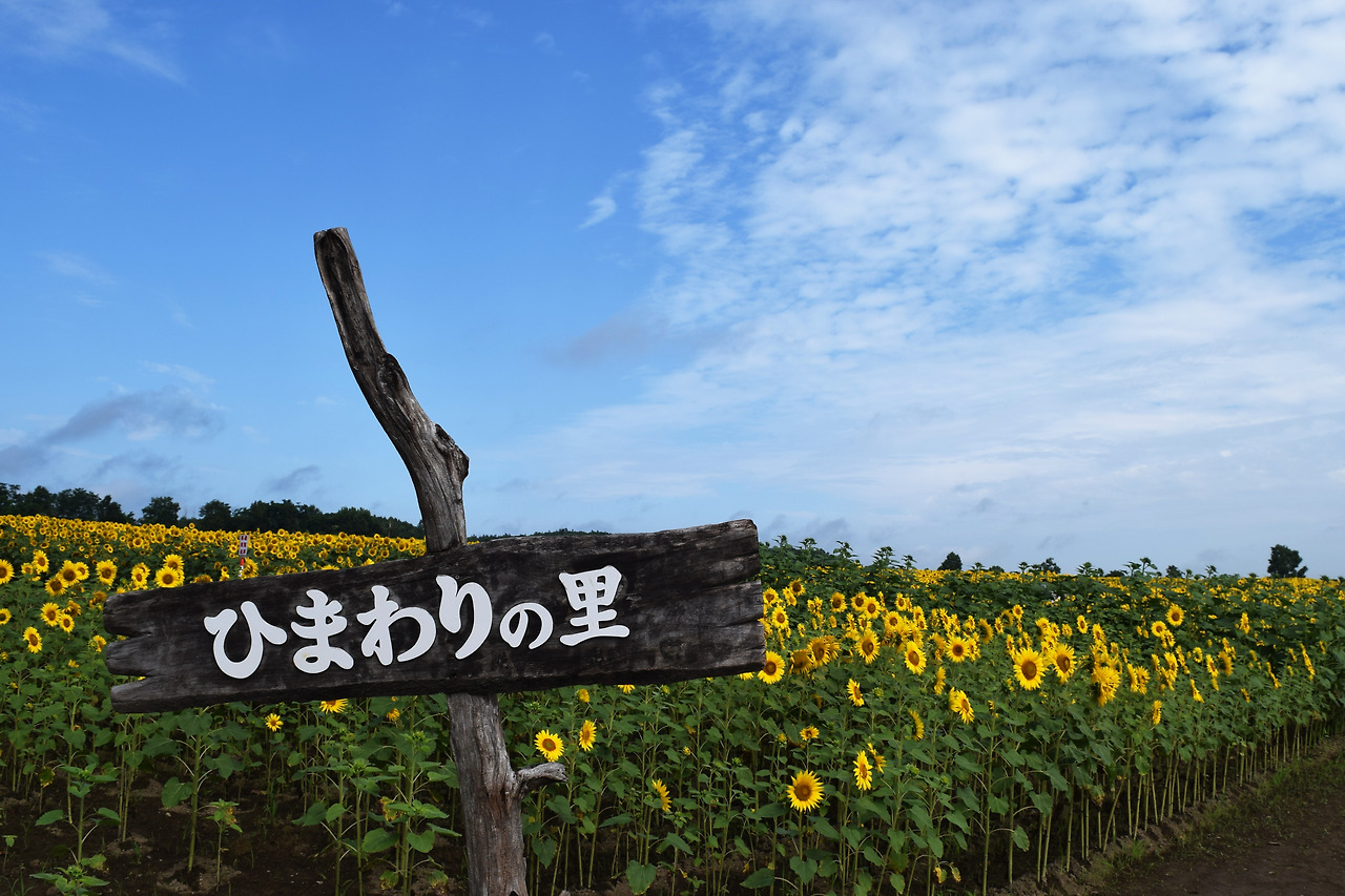 해바라기 마을.jpg