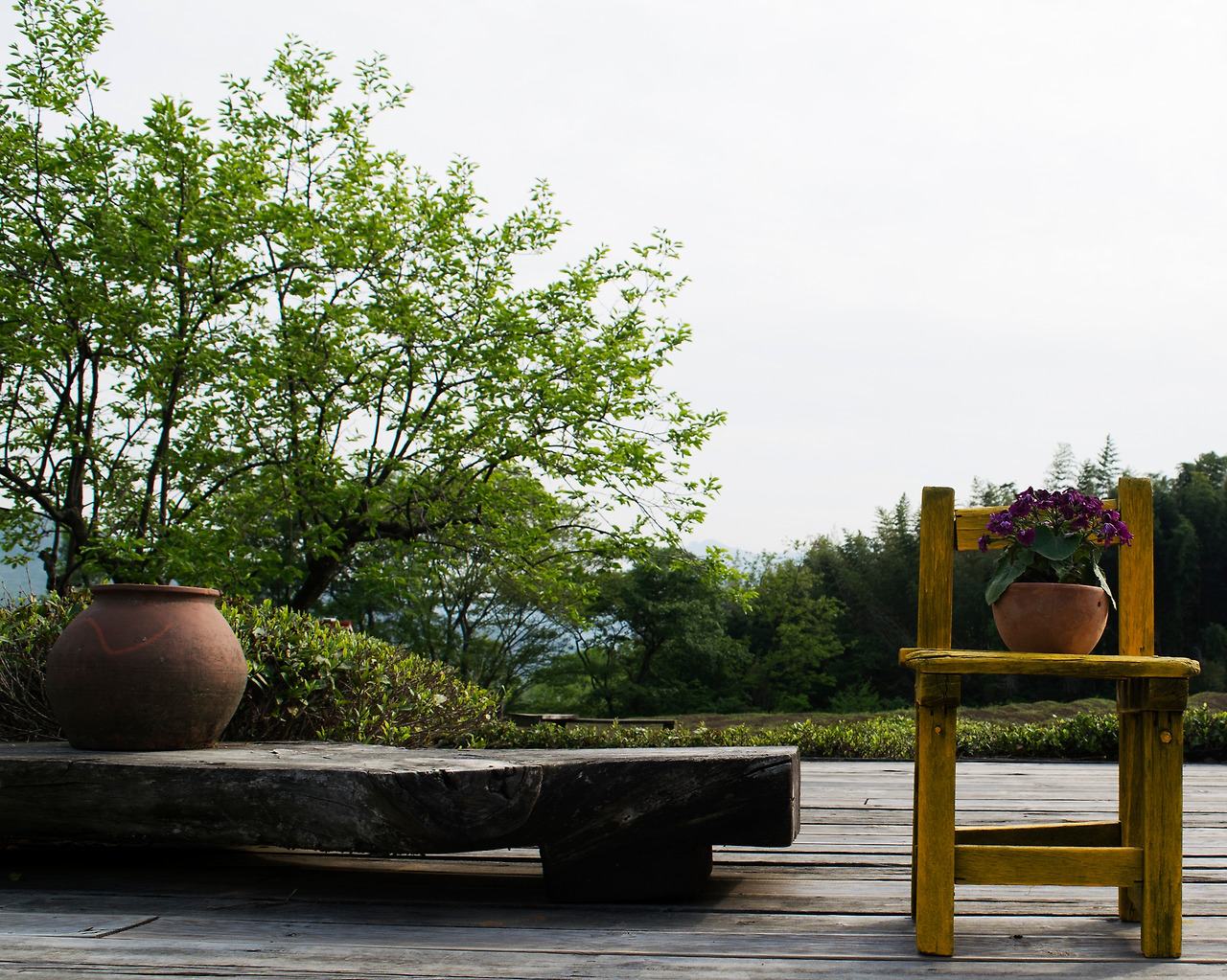 하동 다원 풍경 1.jpg