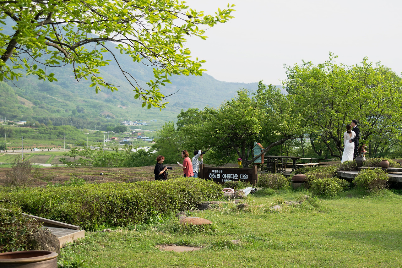 하동 다원 풍경 3.jpg