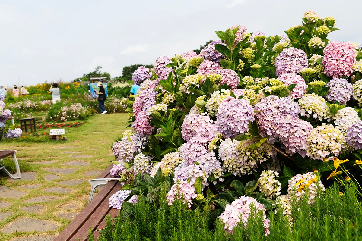 쑥섬 6월의 수국.jpg