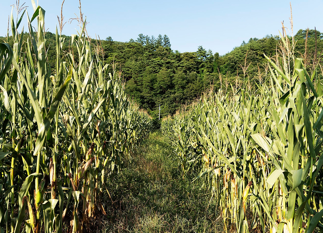 옥수수밭_1.jpg
