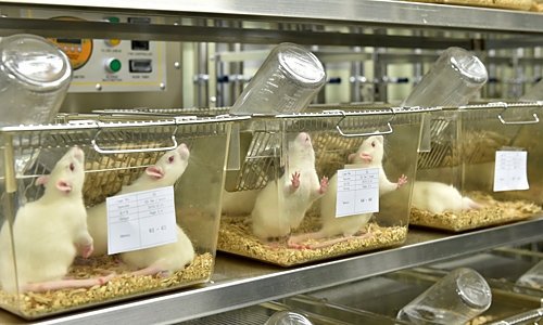 실험쥐.jpg
