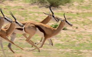springbok2.jpg