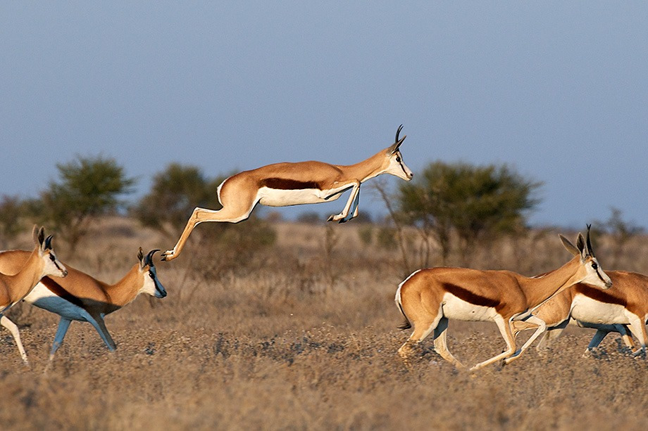 springbok_pronk_1.jpg