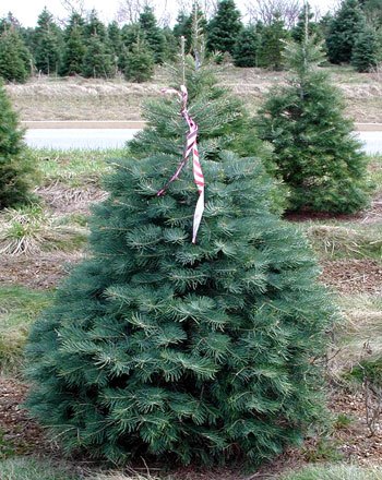 11-14-Concolor-fir-BERT.jpg