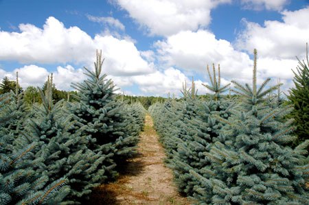 11-14-Blue-spruce-BERT.jpg
