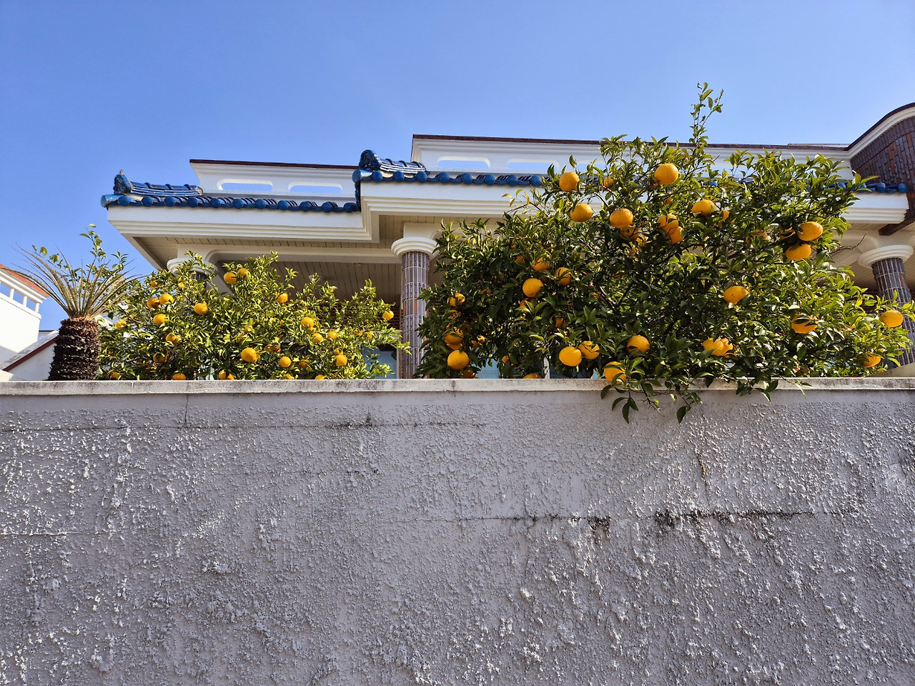 제주도 하귤.jpg