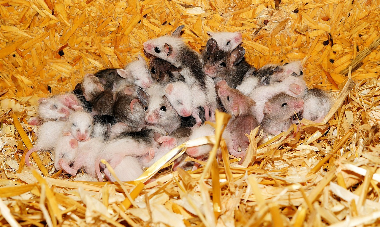 mice-395831_1280.jpg