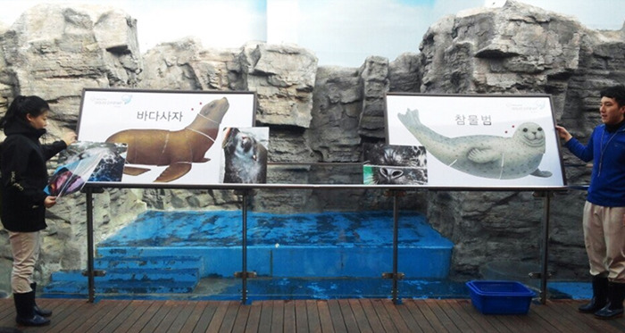 5. 바다사자 참물범.jpg