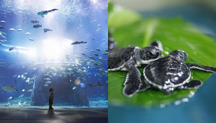 10. 아쿠아리움 (수정).jpg