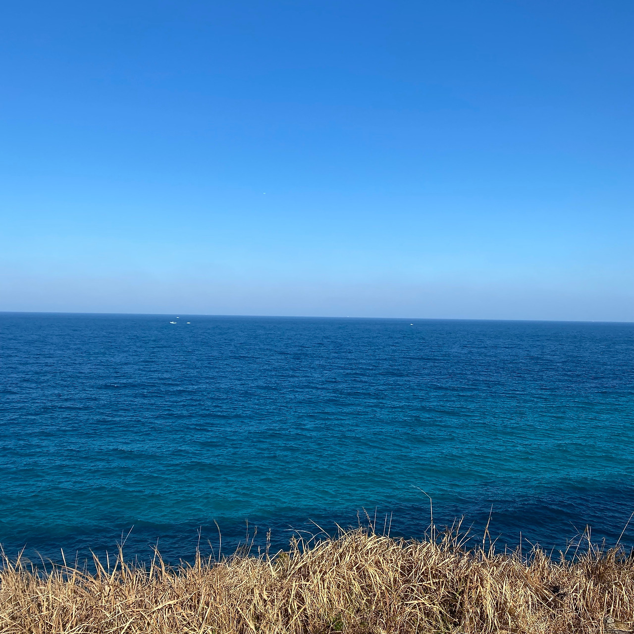 도태 이미지.jpg