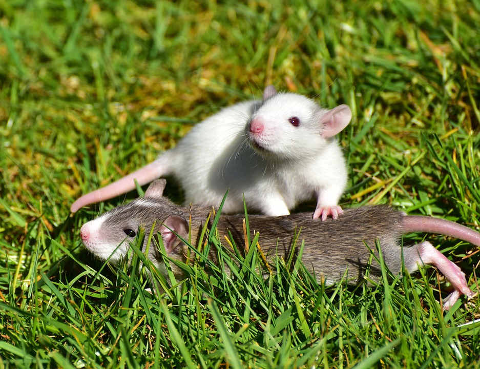 rats-small-rats-1388830_960_720.jpg