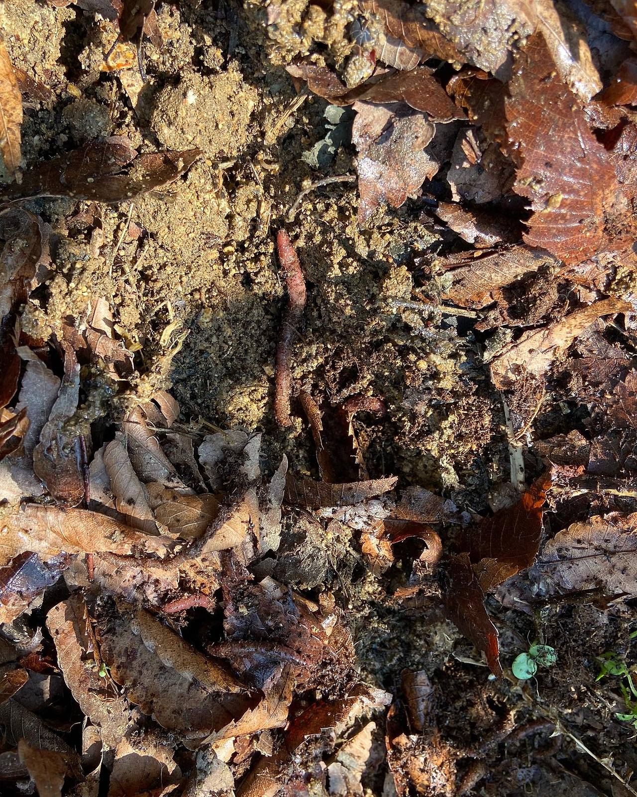 지렁이 5월 30일.jpg