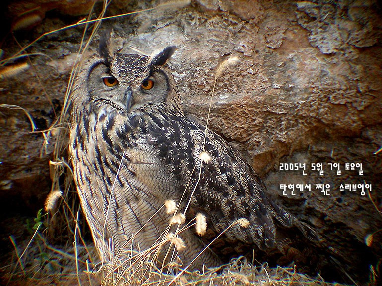 법흥리수리부엉이성조_2005.jpg