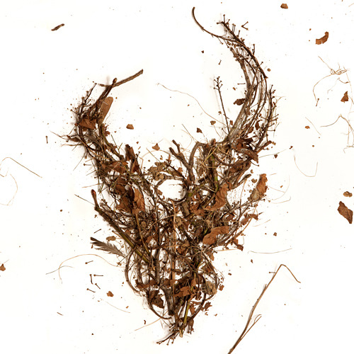 카프카 성 I dh_death_cover.jpg