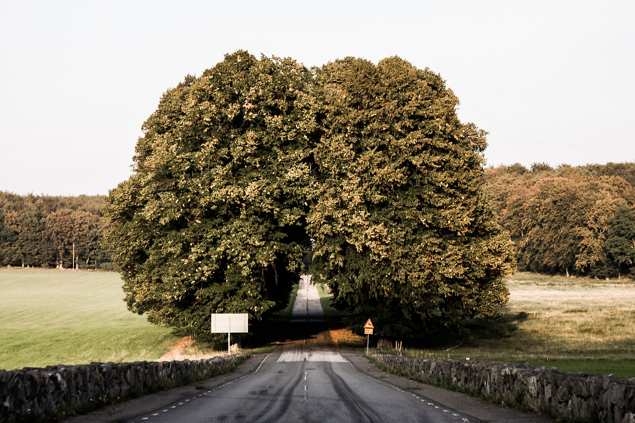 road-middle-green-trees-grassy-fields.jpg