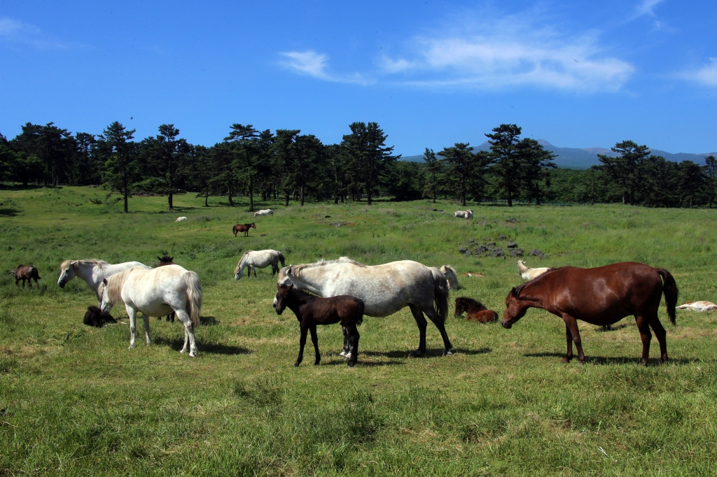 제주 마 방목지.jpg