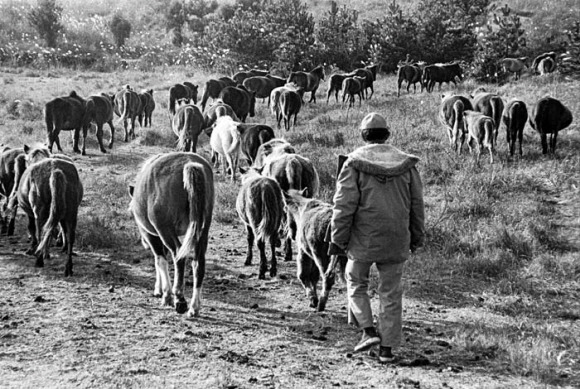 말테우리 성산읍 1985 강만보.jpg