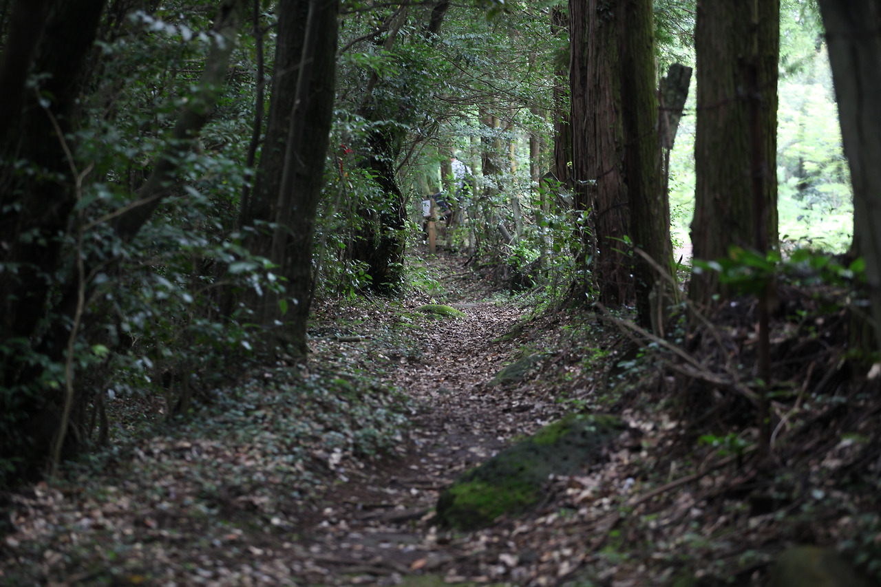 석주명 나비길.jpg