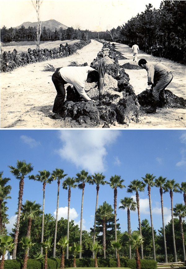 한림공원 조성.jpg