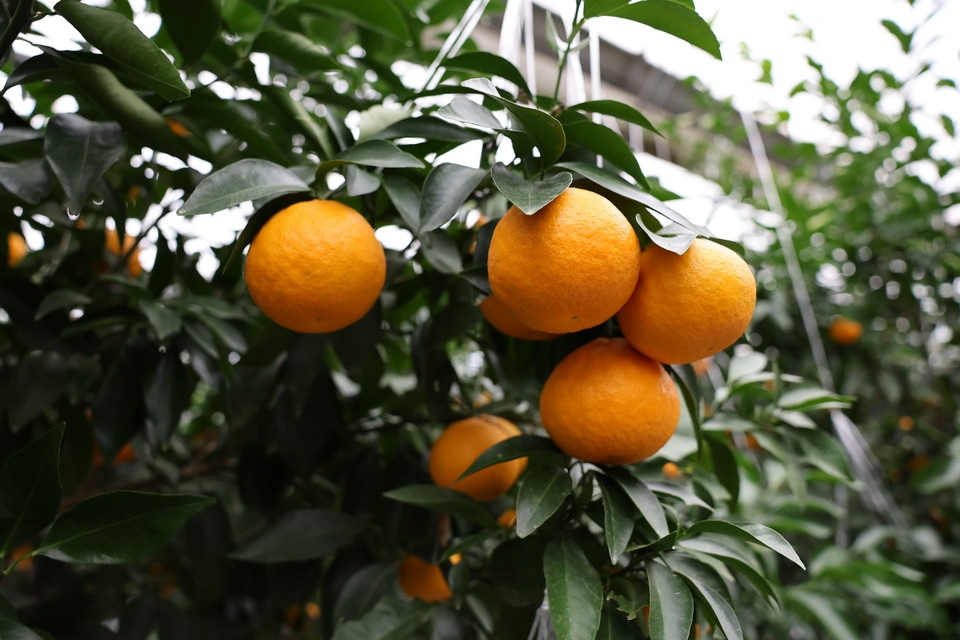 농업기술원 육성 신품종 감귤 우리향.jpg