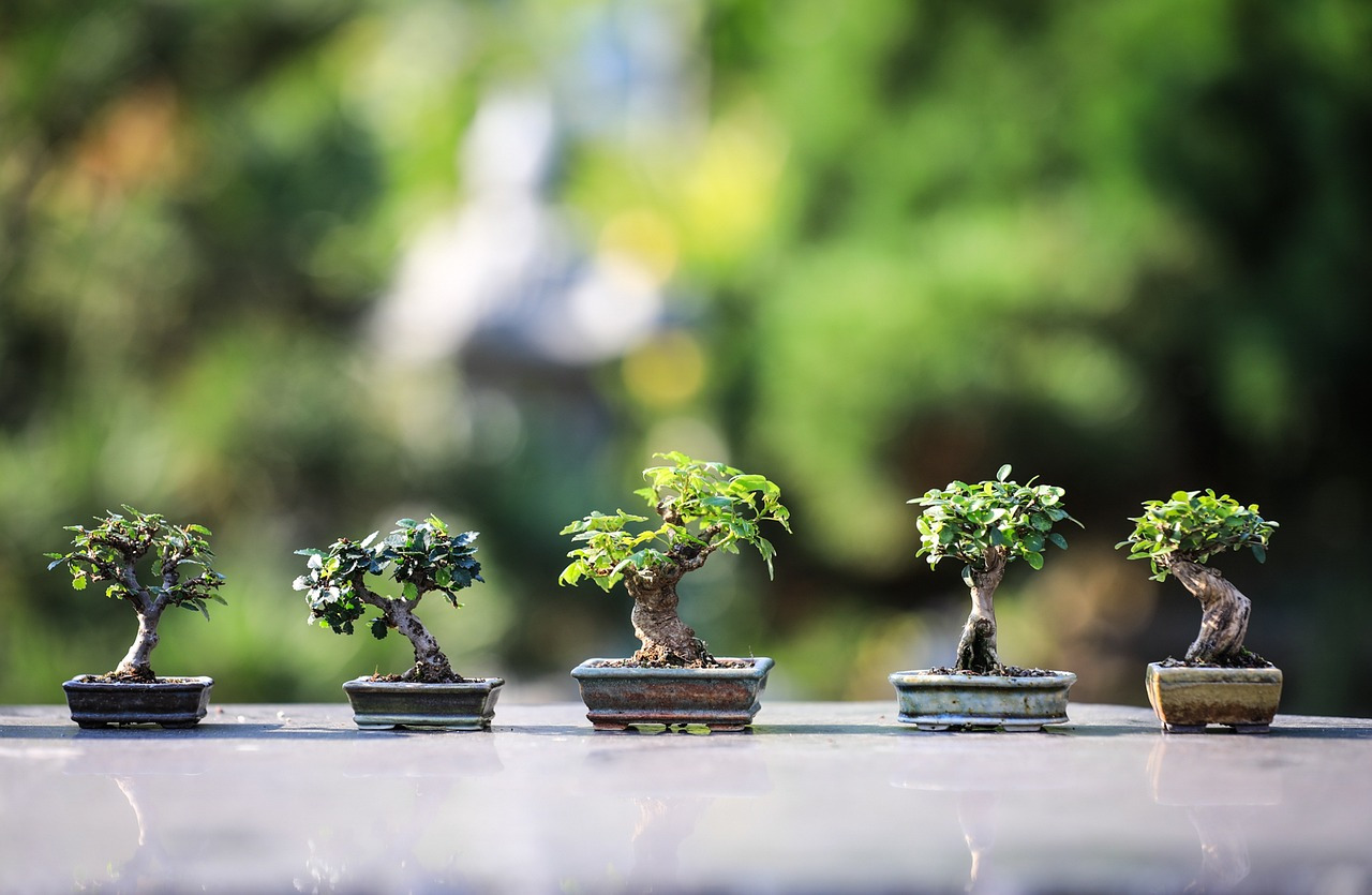 bonsai-4634225_1280.jpg