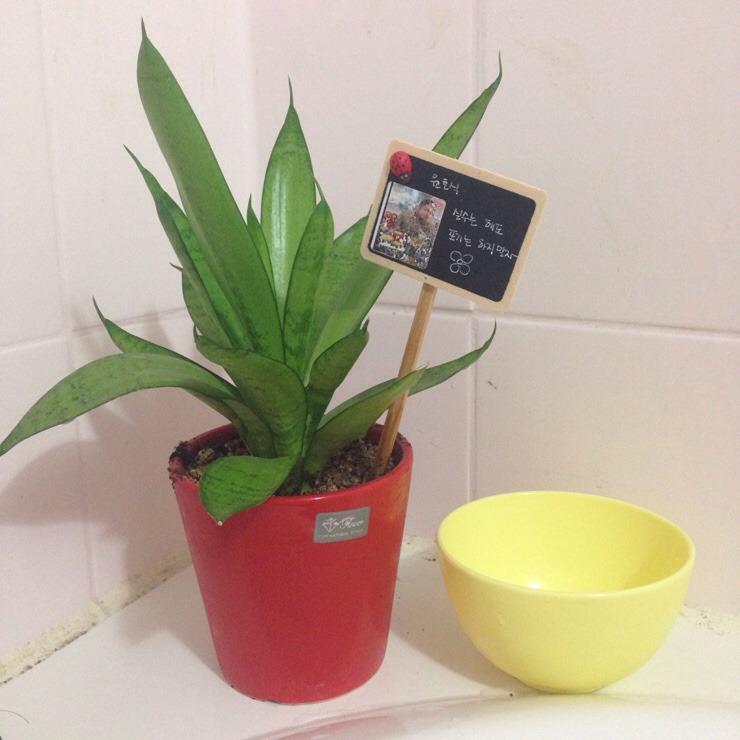 2012111261_윤혜난_식물_4. 오빠 식물.jpg