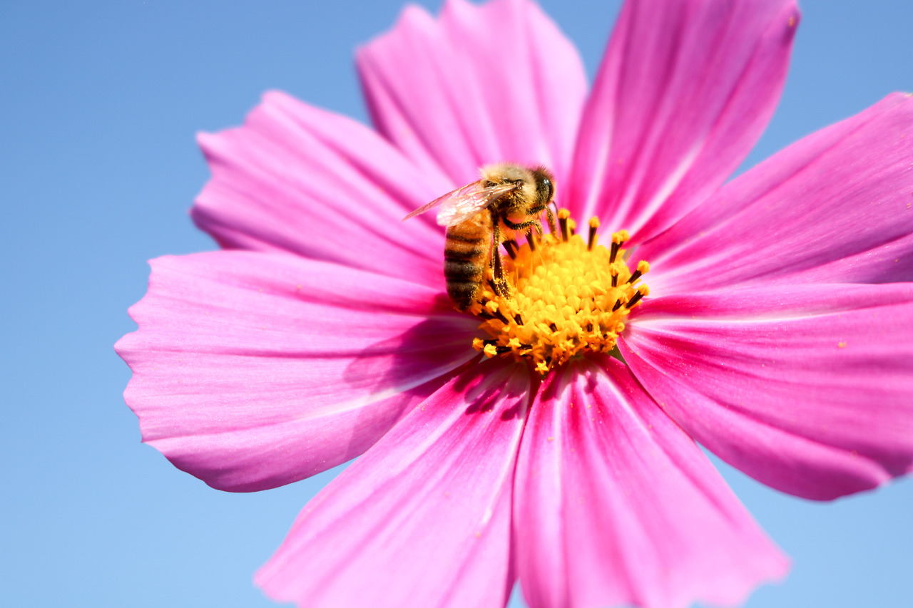 bee_20160924_Canon EOS 760D.jpg