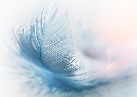 feather-3010848__340.jpg