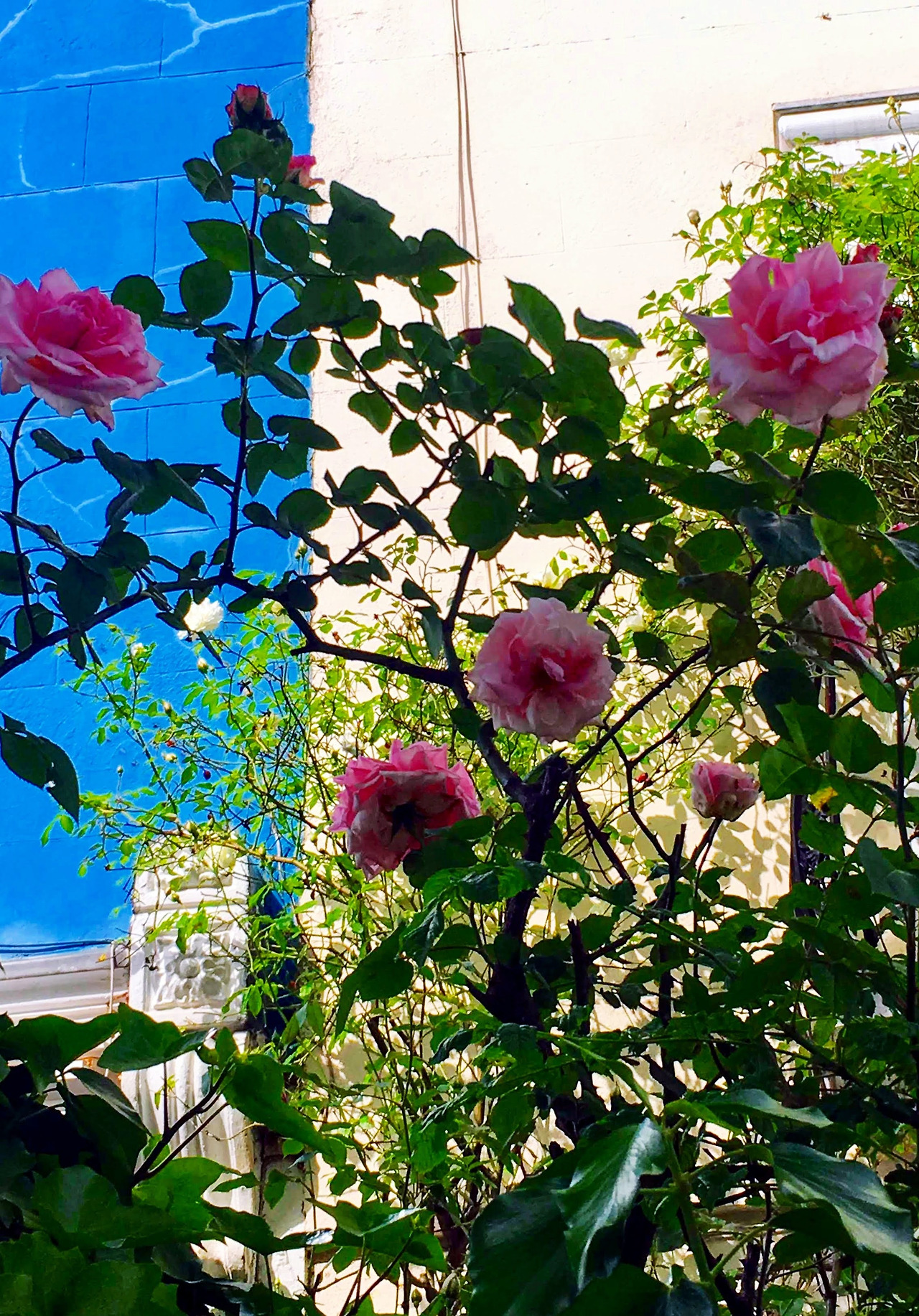 IMG_2301-EFFECTS (1).jpg