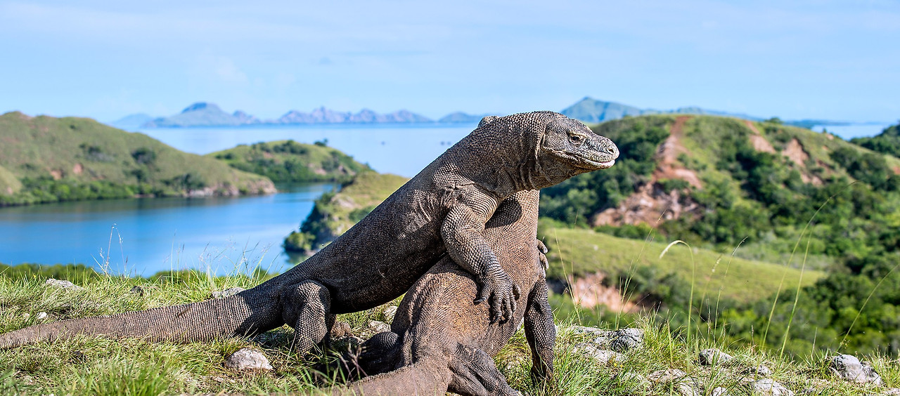 Komodo Island, East Nusa Tenggara.jpg