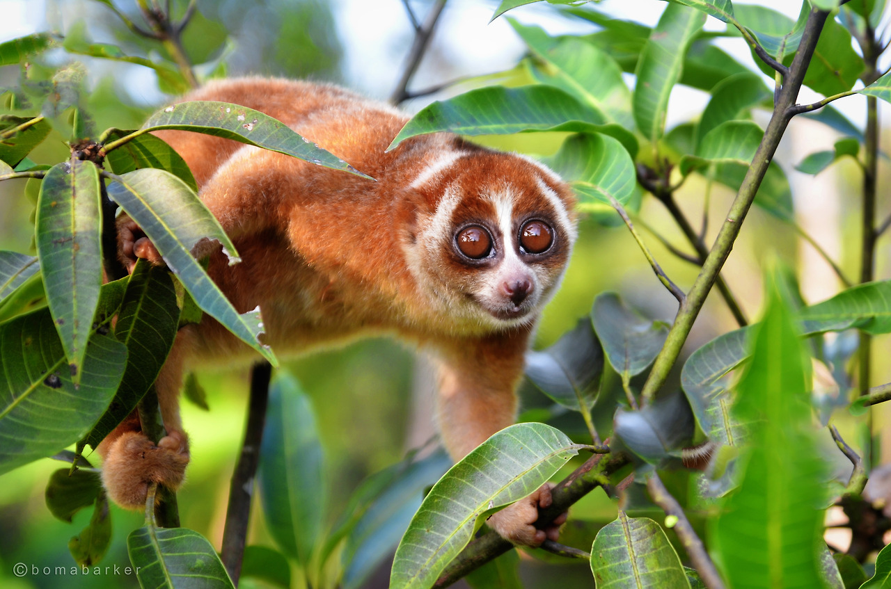 Kukang - edited - jpg.jpg