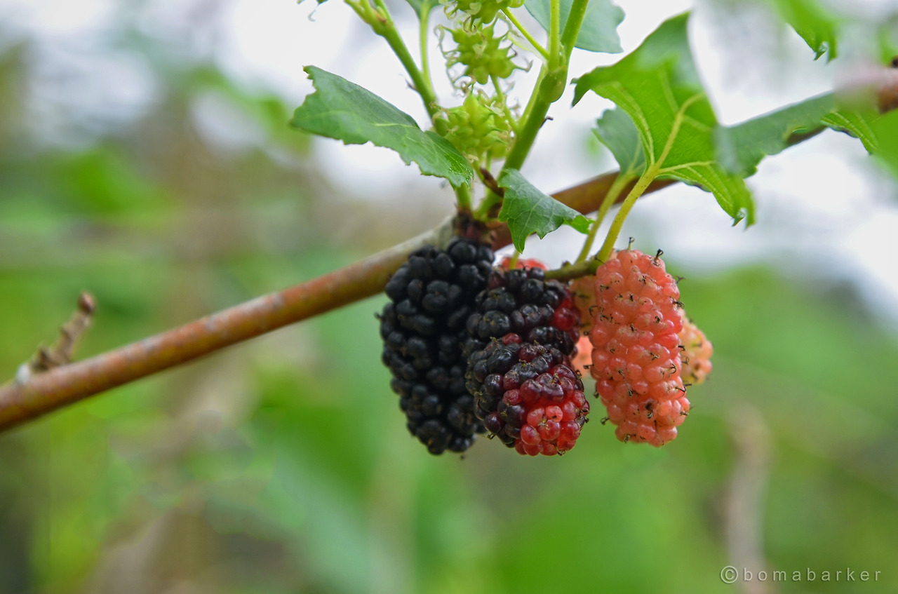 Murbei - edited - jpg.jpg